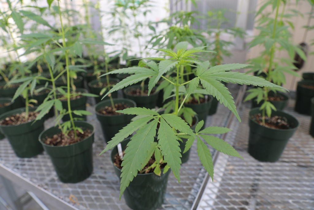 hemp plants on table