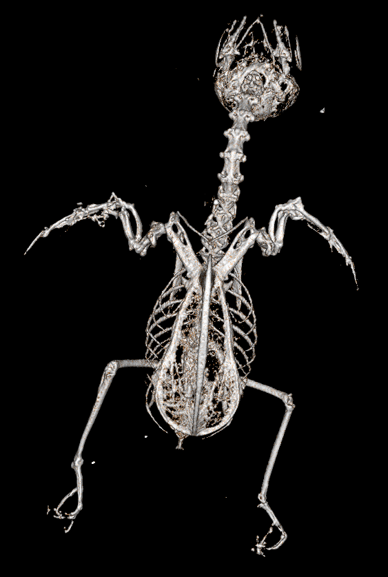 hummingbird skeleton in xray
