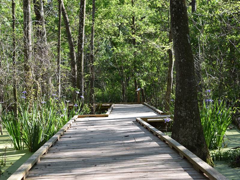 swamp boardwalk