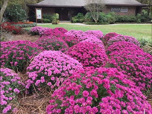 pink mum bushes