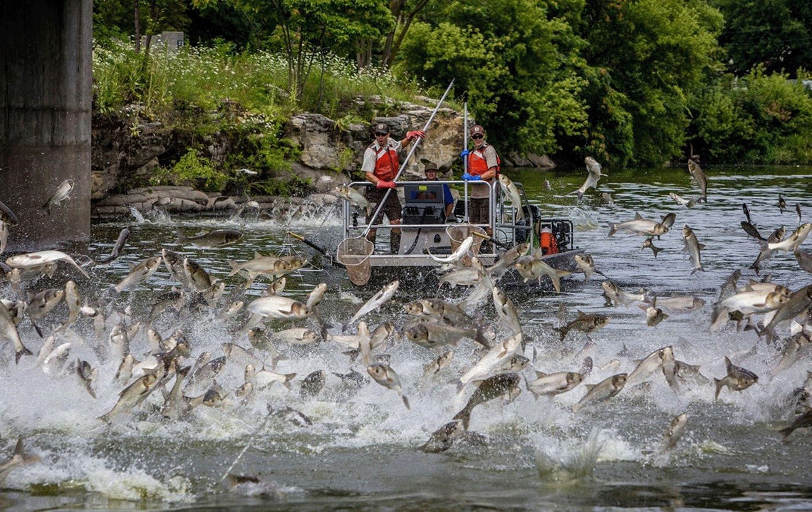 Fish jump in front of a boat with people on it