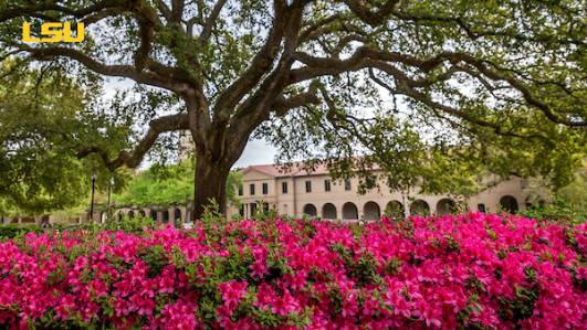 Azaleas under an oak