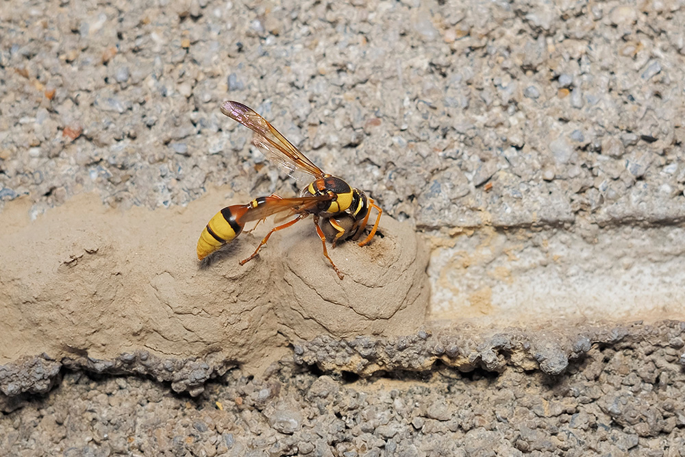 Close up of a Mud dauber