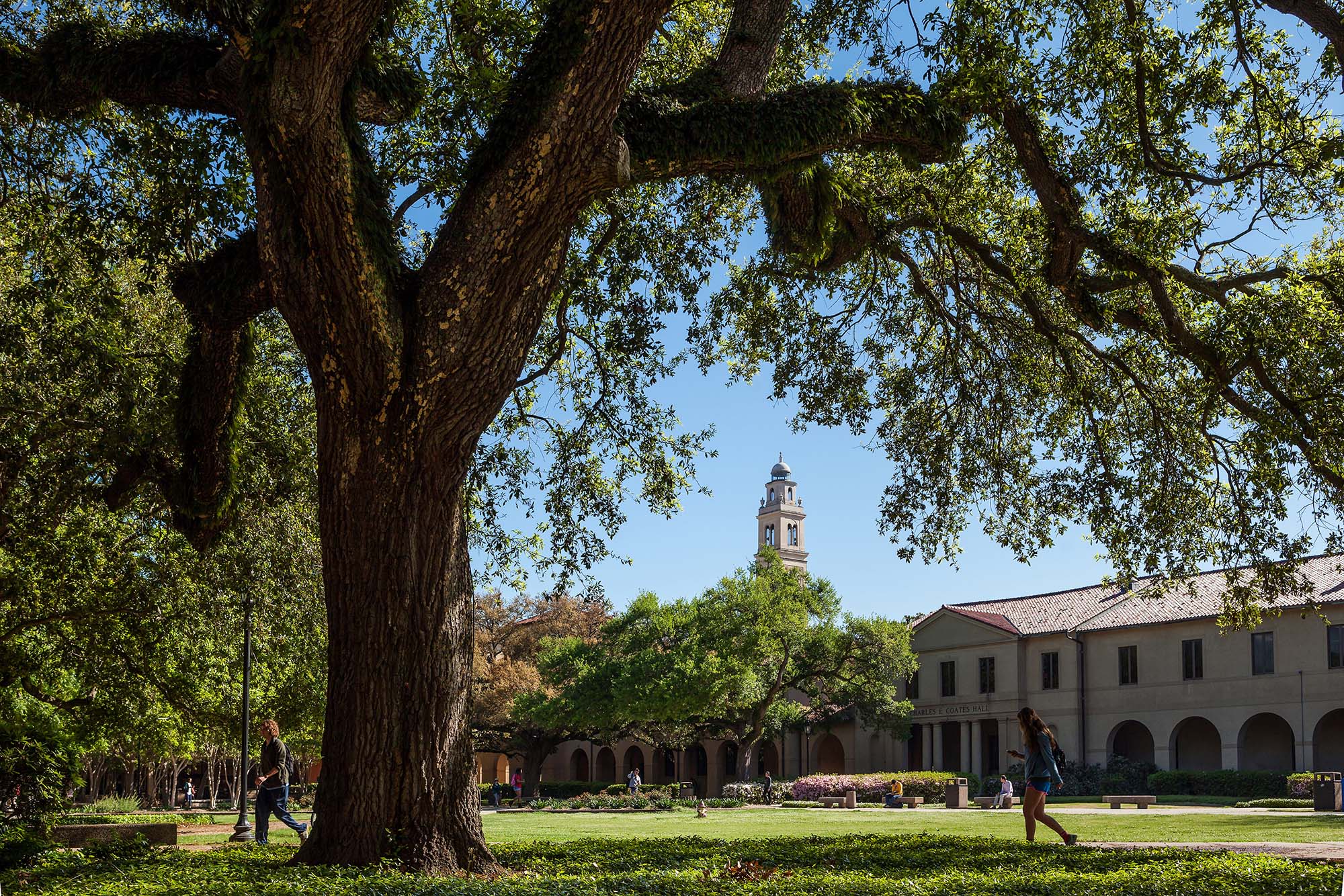 quad through oak trees