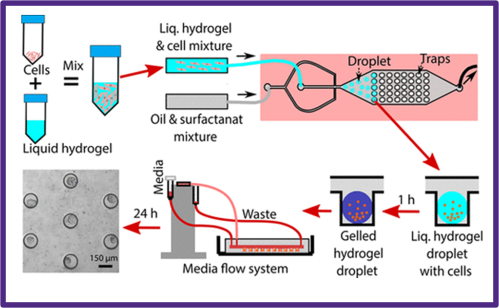 3D culture cells