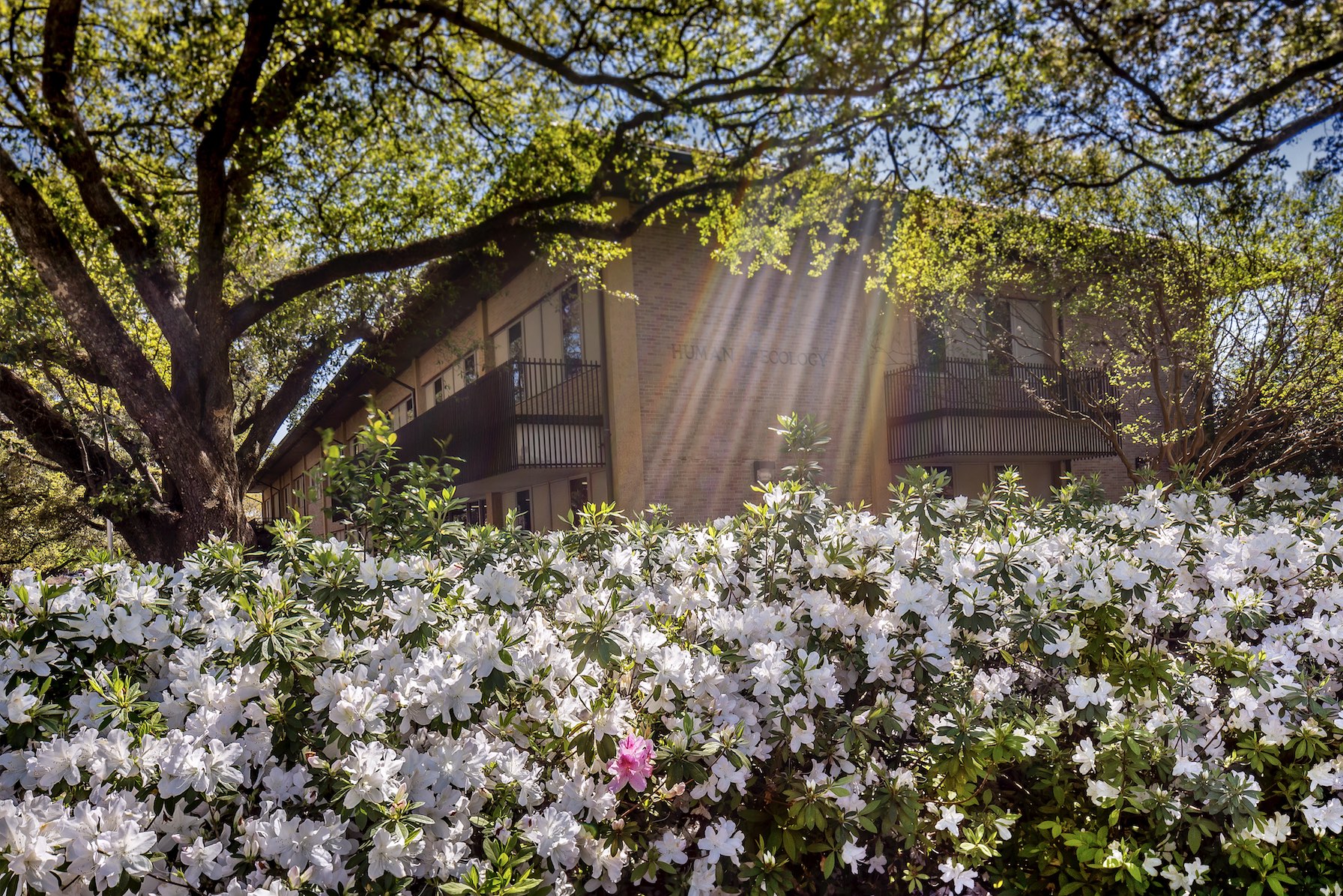 Azaleas in sunshine