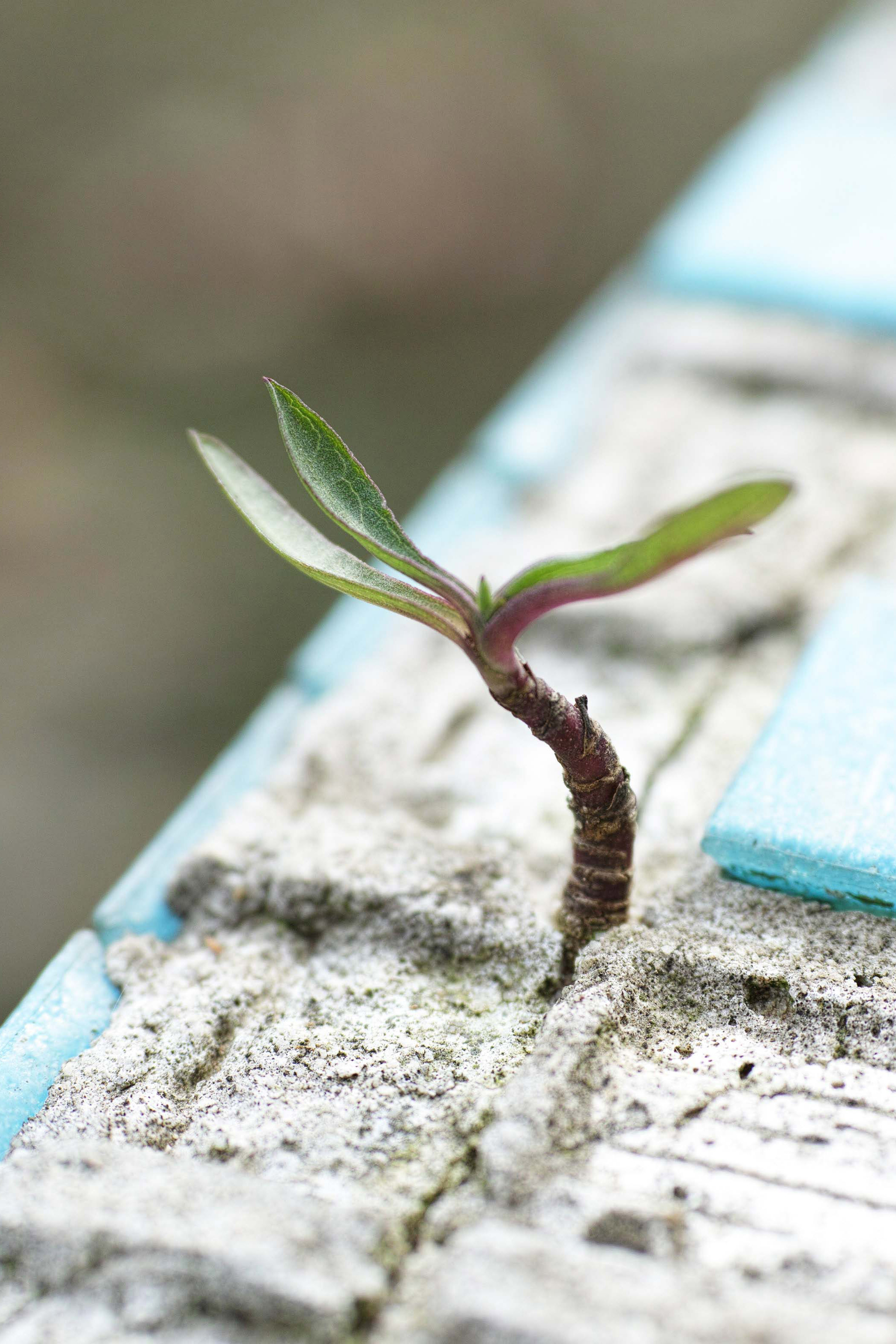 Plant growing through sidewalk