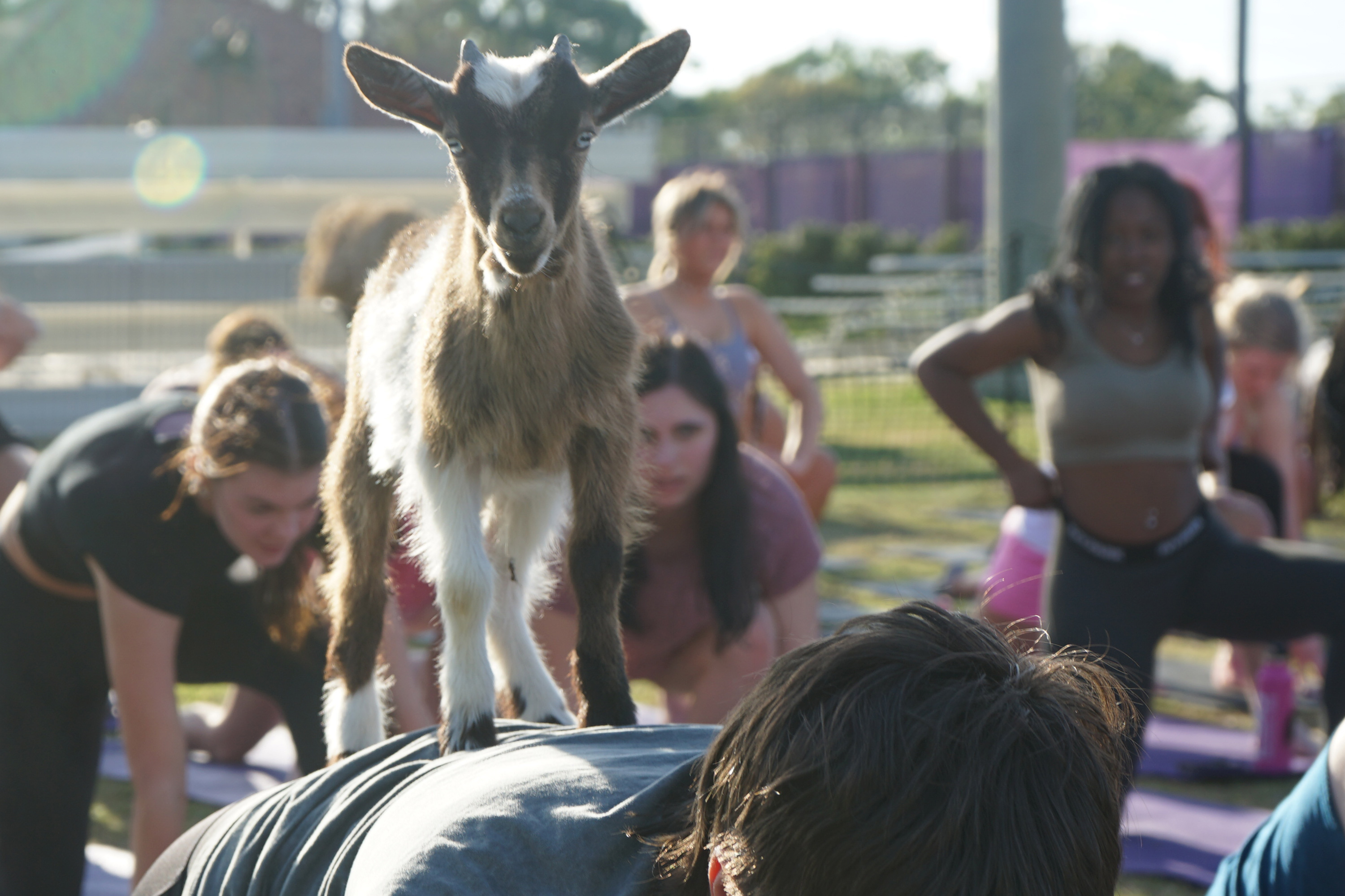 goat yoga