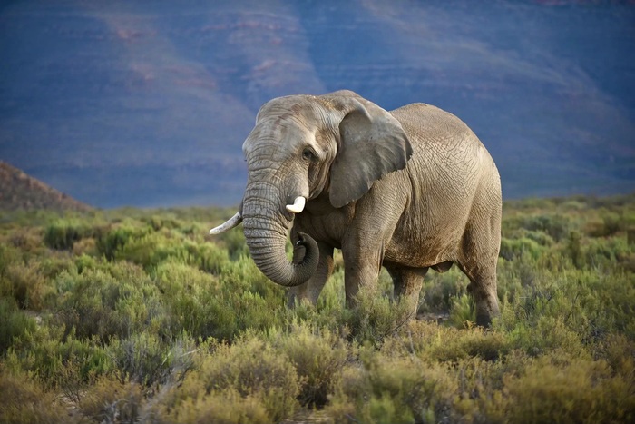 Silent Guardian photograph of an elephant in Africa