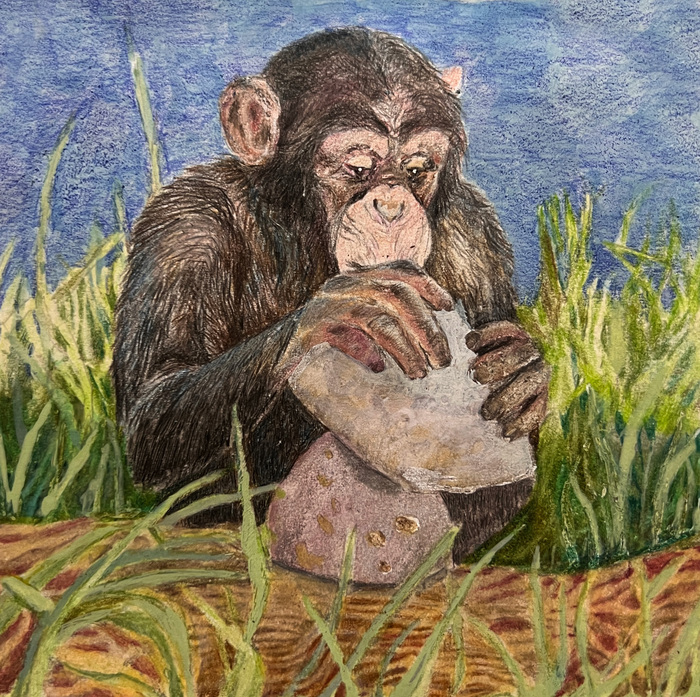 Stacking monkey stacking rocks